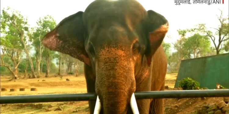 ऑस्कर जिंकल्यानंतर या हत्तींना पाहण्यासाठी मोठी गर्दी ….