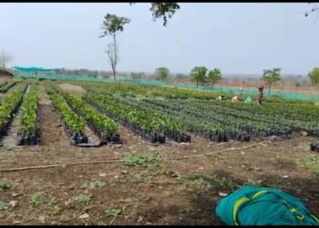 सामाजिक वनीकरण विभागाचा मनमानी कारभार, दरेगाववाडी रोपवाटिका चौकशीची मागणी….