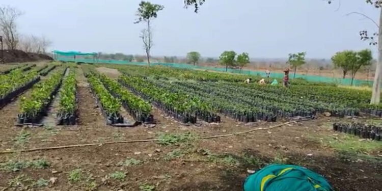 सामाजिक वनीकरण विभागाचा मनमानी कारभार, दरेगाववाडी रोपवाटिका चौकशीची मागणी….