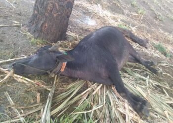 परळी तालुक्याला अवकाळीचा तडाखा..!  वादळीवाऱ्यासह गारपिटीने शेतकऱ्यांच्या अतोनात नुकसान….