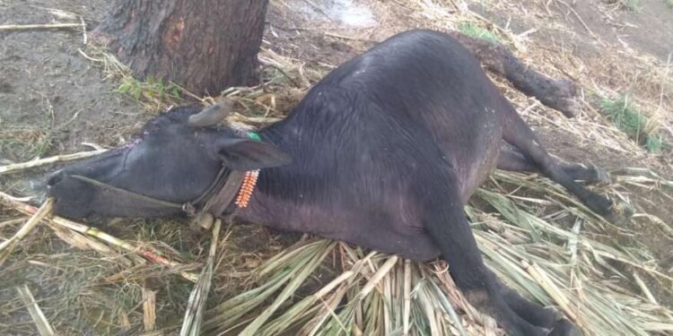 परळी तालुक्याला अवकाळीचा तडाखा..!  वादळीवाऱ्यासह गारपिटीने शेतकऱ्यांच्या अतोनात नुकसान….