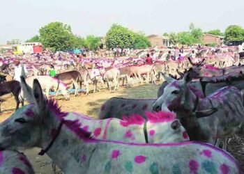 अहमदनगर :- मढीच्या यात्रेत गाढवांनी भाव खाल्ला; लाखांच्या घरात किंमत अन् मागणीही जास्त…