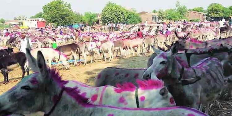 अहमदनगर :- मढीच्या यात्रेत गाढवांनी भाव खाल्ला; लाखांच्या घरात किंमत अन् मागणीही जास्त…