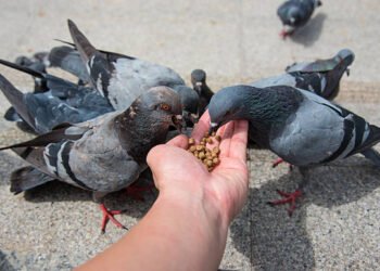 ठाणे मध्ये कबुतरांना खायला घालायला बंदी ,पण पहा प्रॉब्लेम नेमका काय ?