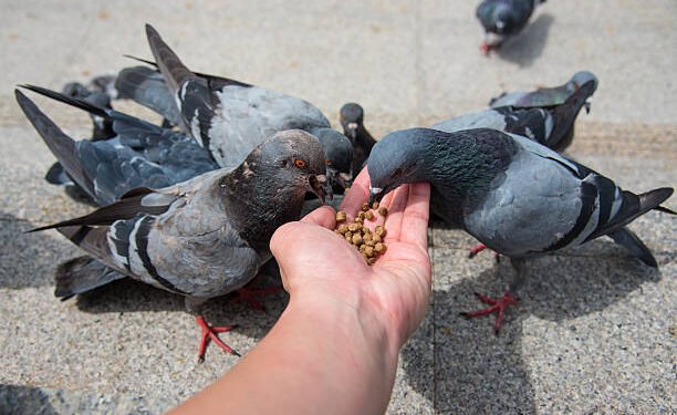 ठाणे मध्ये कबुतरांना खायला घालायला बंदी ,पण पहा प्रॉब्लेम नेमका काय ?