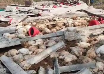 गारपिटीने १२ हजार कोंबड्यांचा मृत्यू; शेतकऱ्याचा आक्रोश….