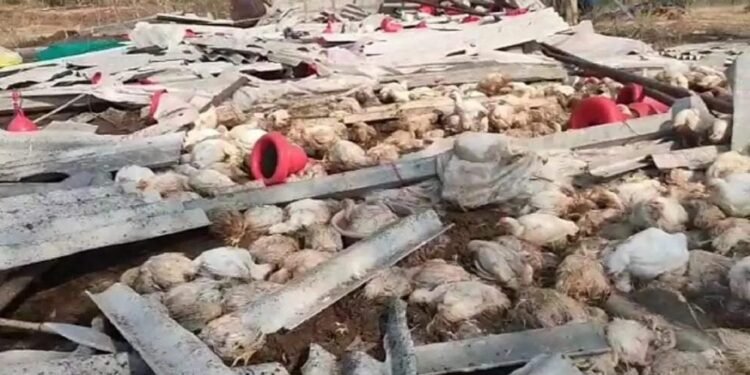 गारपिटीने १२ हजार कोंबड्यांचा मृत्यू; शेतकऱ्याचा आक्रोश….