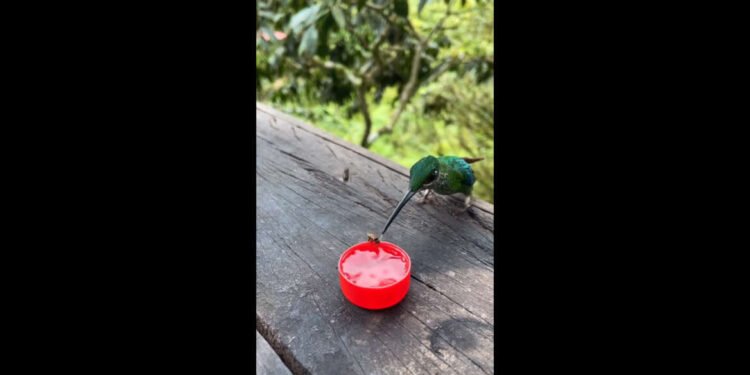 वन्यजीवांचे पाण्याविना होणारे हाल….आपण आपल्या घराच्या परिसरात, शेतात, माळरानावर पाण्याची सोय करावी….