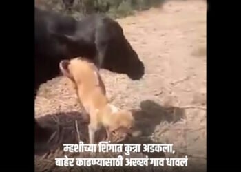 म्हशीच्या शिंगात अडकलेल्या कुत्र्याला काढण्यासाठी शर्थीचे प्रयत्न, पुढे काय झालं पाहा…