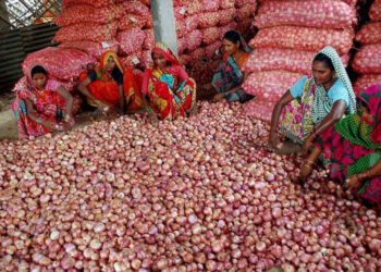 २४ क्विंटल कांदा विक्री,काहीच मिळालं नाही, पदरमोड करुन व्यापाऱ्याला ८०६ रुपये दिले, शेतकरी रिकाम्या हाती…