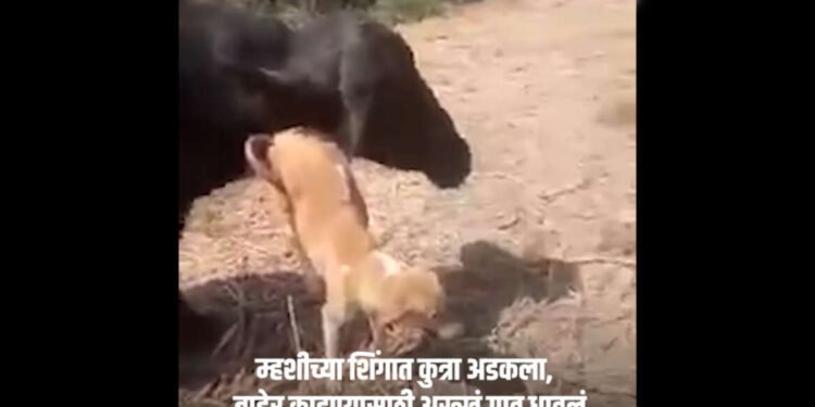 म्हशीच्या शिंगात अडकलेल्या कुत्र्याला काढण्यासाठी शर्थीचे प्रयत्न, पुढे काय झालं पाहा…