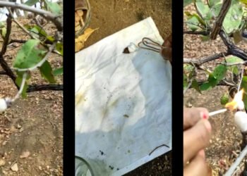 पहा निसर्गाची अफाट शक्ती चंद्रपूरच्या जंगलात !