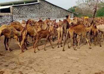 नाशिकमधल्या चुंचाळे स्थित पांजरपोळ मध्ये 82 बेवारस उंट देखील दाखल झाले आणि त्यांची जबाबदारी पांजरपोळ संस्थेने घेतली….