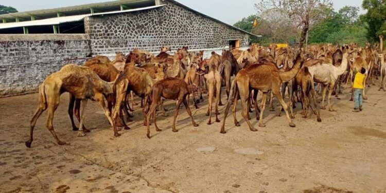 नाशिकमधल्या चुंचाळे स्थित पांजरपोळ मध्ये 82 बेवारस उंट देखील दाखल झाले आणि त्यांची जबाबदारी पांजरपोळ संस्थेने घेतली….
