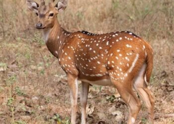 एकदा पहाच – राम कृष्ण हरी…! च्या तालावर नाचणारा हरीण पाहिलंय का ?