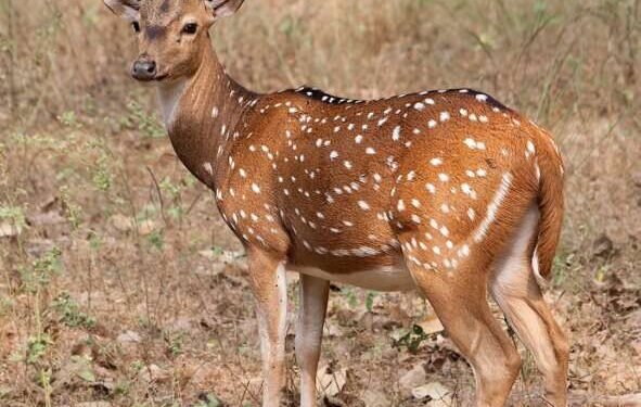 एकदा पहाच – राम कृष्ण हरी…! च्या तालावर नाचणारा हरीण पाहिलंय का ?