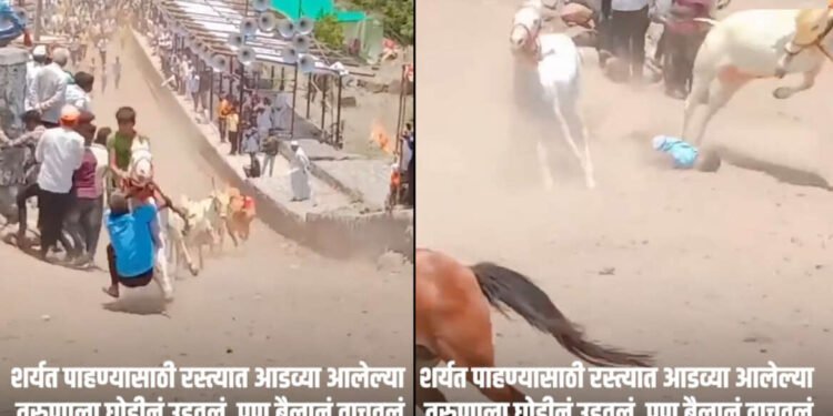 VIDEO :- घोडीनं उडवलं पण बैलानं वाचवलं; बैलगाडा शर्यतीतला थरारक व्हिडिओ