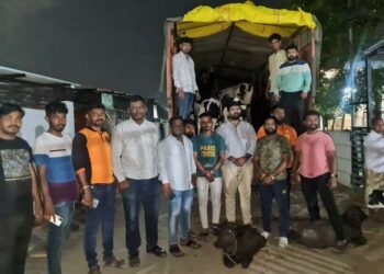 आज पहाटे 70 गोवंशाचे प्राण वाचवून साजरा केला शिवराज्याभिषेक सोहळा !