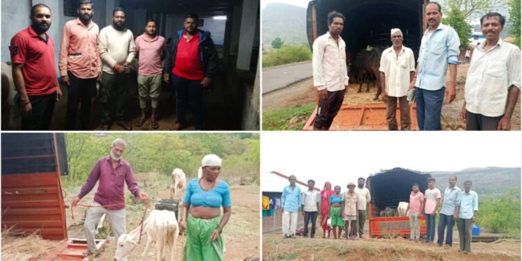 12 गोवंशांचे गोदान आद्यगोरक्षक शिवरायांच्या जन्मभूमी जुन्नर मधून ….
