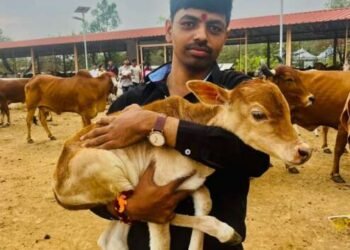 परंड्यात 100 हुन अधिक कोवळ्या वासरांच्या मानेवरुन फिरली सुरी !