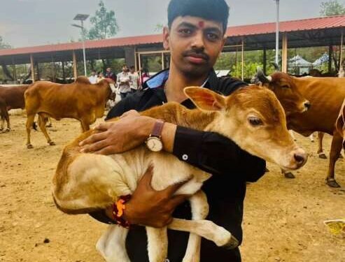 परंड्यात 100 हुन अधिक कोवळ्या वासरांच्या मानेवरुन फिरली सुरी !