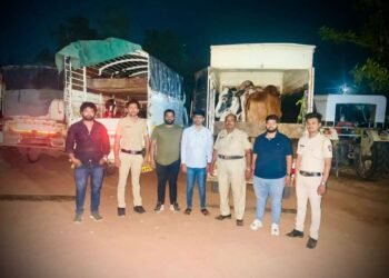 सोलापूर जिल्ह्यात टेंभुर्णी येथे 4 गाई व 44 वासरांचे कत्तलीपासून प्राण वाचविण्यात यश !