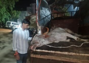 2 देशी बैल आणि 2 गाईचे कत्तलीपासून प्राण वाचविण्यात यश….