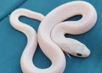 सोलापूरमध्ये आढळला रंगहीन गवत्या साप; सोलापुरात पहिल्यांदाच आढळली सापाची दुर्मिळ प्रजाती