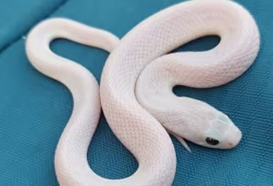 सोलापूरमध्ये आढळला रंगहीन गवत्या साप; सोलापुरात पहिल्यांदाच आढळली सापाची दुर्मिळ प्रजाती
