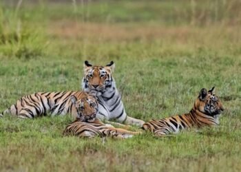 गव्यांचा कळप आला आणि बछड्यांसाठी छोटी राणी वेगाने झेपावली, ताडोबातील वाघीण-बछड्यांचे हे फोटो पाहाच