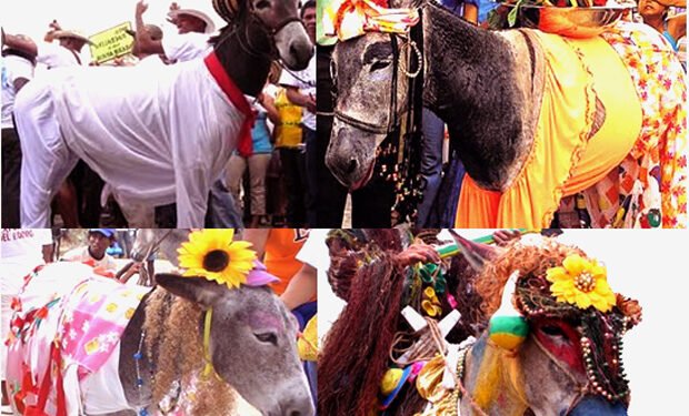 गाढवांच्या लग्नामुळे पाऊस पडतो? अक्कलकोटमधील गाढवाच अनोखं लग्न ….