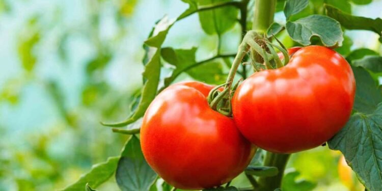 आंध्र प्रदेशातील टोमॅटो महाराष्ट्रात दाखल, मागणीही वाढली