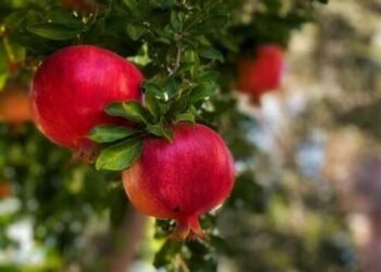 भारताच्या डाळिंबांची तब्बल ४ वर्षानंतर अमेरिकेला निर्यात करण्यात आली आहे.