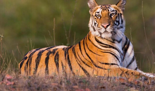 चंद्रपूर: वाघाच्या हल्ल्यात महिला ठार