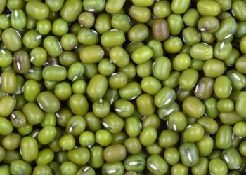 बाजार समिती मध्ये शेतक-यांच्या मुगाला मिळाला विक्रमी भाव