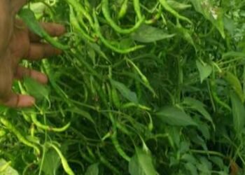 भंडारा जिल्ह्यात दमदार पावसाची हजेरी, शेतकऱ्यांच्या मिरची पिकात पाणीच पाणी