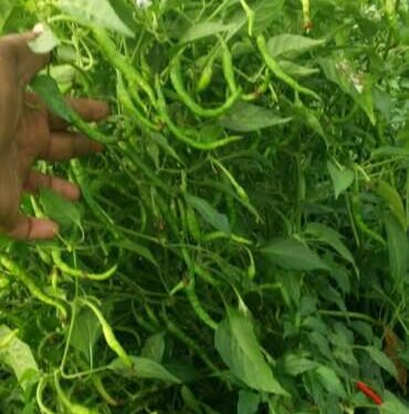 भंडारा जिल्ह्यात दमदार पावसाची हजेरी, शेतकऱ्यांच्या मिरची पिकात पाणीच पाणी