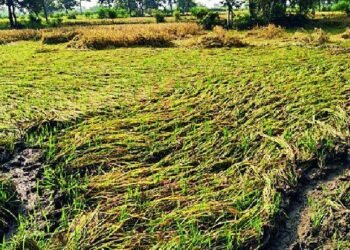 भंडारा : उपसा सिंचन कालवा फुटून धानपिकाचे मोठे नुकसान