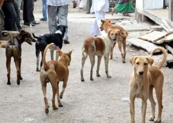 सोलापुरात मोकाट कुत्र्यांची संख्या वाढली; अपघाताच्या घटना वारंवार घडू लागल्या