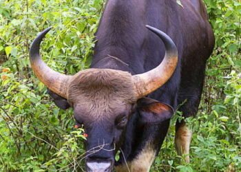 रत्नागिरीत गवारेड्याच्या वावरामुळे देवळे परिसरात घबराट