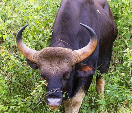 रत्नागिरीत गवारेड्याच्या वावरामुळे देवळे परिसरात घबराट