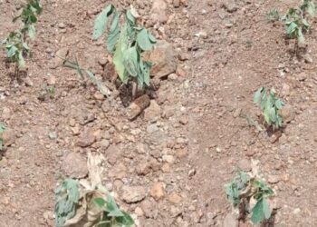 सोलापूर : पहिल्या टप्यात २५ टक्के नुकसान भरपाई रक्कम देण्यात येणार