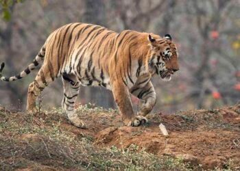 वन्यजीवांचे शेतकऱ्यांवरील हल्ले रोखण्यासाठी ताडोबा प्रशासन सज्ज; शेतकऱ्यांच्या सुरक्षेसाठी अनोखी शक्कल