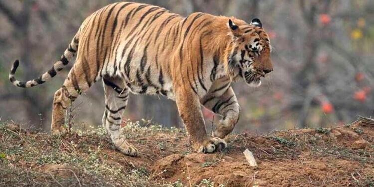 चंद्रपूर : ताडोबातील पर्यटकांची मने जिंका- वनमंत्री