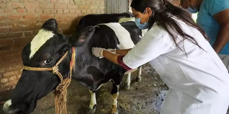 लम्पी स्कीन प्रतिबंधासाठी सर्व पशुधनाचे लसीकरण करा – तुकाराम मुंडे