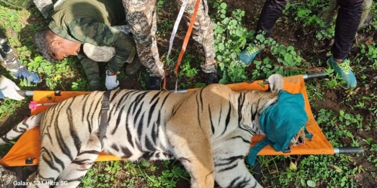 गोंदिया : वाहनाच्या धडकेत वाघाचा मृत्यू