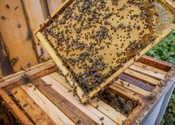 रत्नागिरी : मध उत्पादकांसाठी राजापूरला १० ऑगस्ट रोजी मेळावा…..