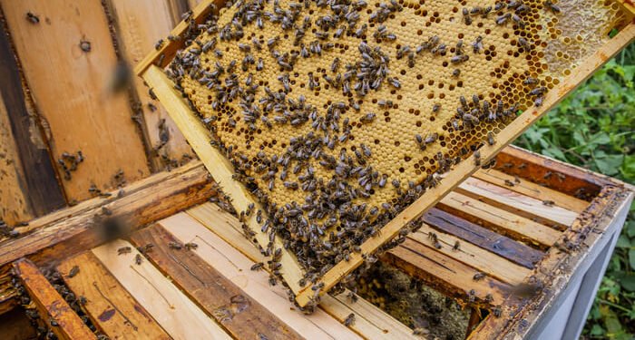 रत्नागिरी : मध उत्पादकांसाठी राजापूरला १० ऑगस्ट रोजी मेळावा…..