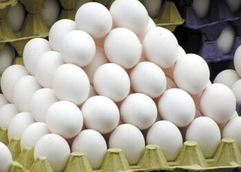 MBA तरुणाचा अंडे का फंडा! दिवसाला ९ हजार अंड्यांची विक्री अन् लाखोंची उलाढाल….