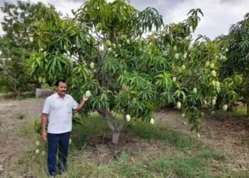 सेंद्रीय पद्धतीने फुलवलेल्या विषमुक्त फळबागेतून उद्धव बाबर मिळवत आहेत लाखोंचे उत्पन्न